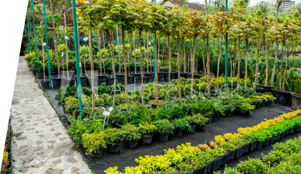 Quality Trees, Shrubs and More